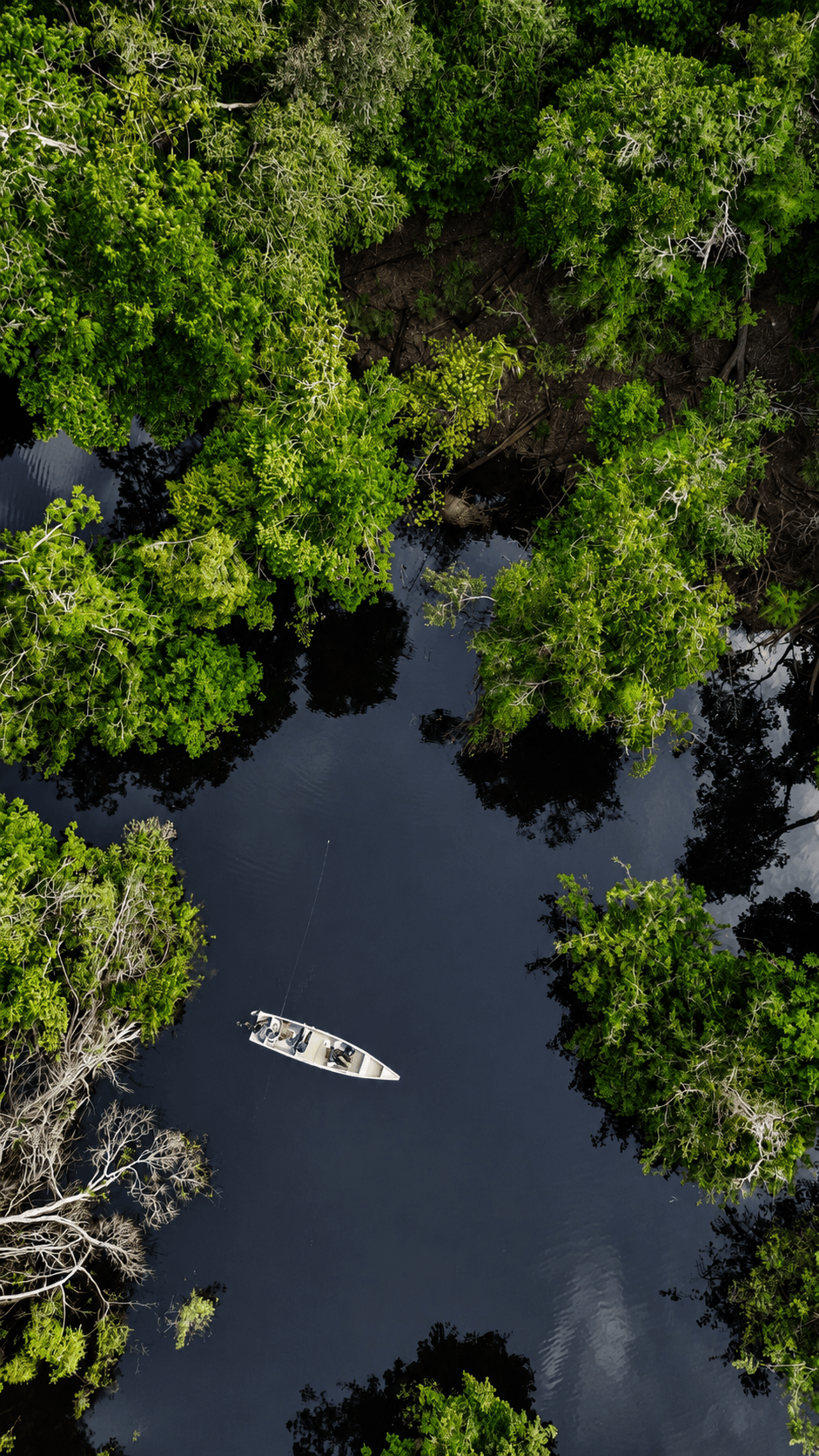 Igarapé Tiririca cercado pela floresta amazônica